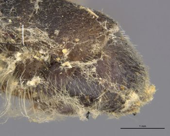 Media type: image;   Entomology 22223 Aspect: abdomen